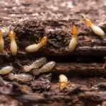 Termite Inspections